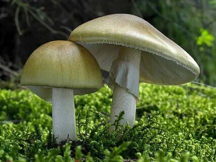 03009m2f-a686-427x320.jpg