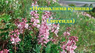 Євген Шморгун "Неопалима купина" (легенда)