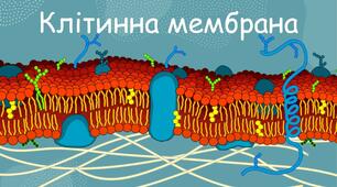 Клітинні мембрани. Органели
