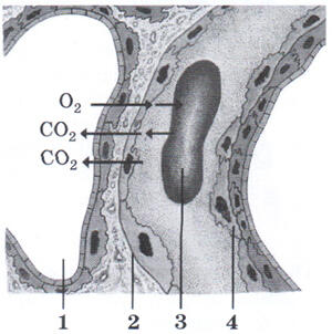 03009v3i-223d-300x302.jpg