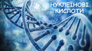 Тест Органічні сполуки. Нуклеїнові к-ти (підготовка до ЗНО)