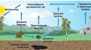 Біогеохімічні цикли. Еволюція біосфери
