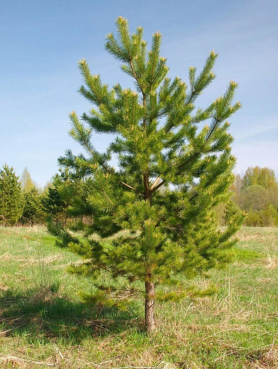 Сосна обыкновенная, Pinus sylvestris. купить, цена, фото • Green Optima — Питомник растений