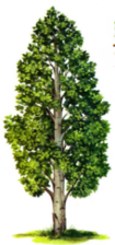0300a6u8-3cf3-105x224.png