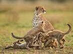 Гепарды: бежать, чтобы выжить — National Geographic Россия