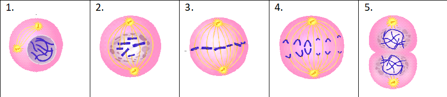 0300am2c-f12d-871x189.png