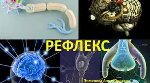 ВИЩА НЕРВОВА ДІЯЛЬНІСТЬ. РЕФЛЕКСИ. ІНСТИНКТИ.