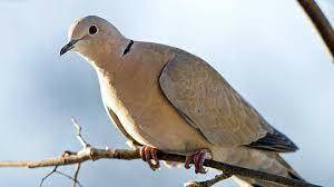 0300az49-bc65-300x168.jpg