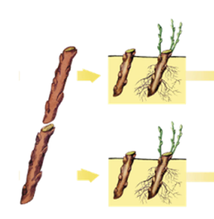 0300b12z-67e9-424x433.png