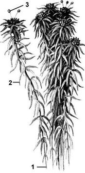 0300b552-e356-175x353.jpg
