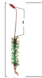 0300bfuw-e1c3-85x155.png
