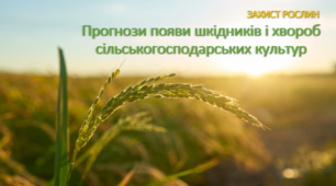Прогнози появи шкідників і хвороб сільськогосподарських культур