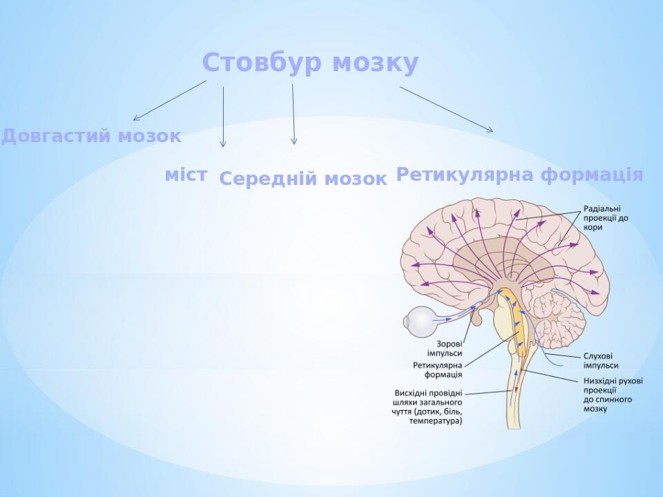"Будова головного мозку людини." | Презентація. Біологія