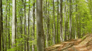РФіОЛ