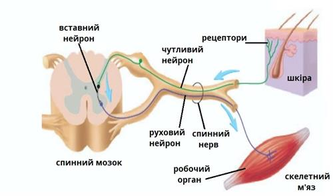 0300bs6l-ed72-333x196.png