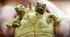Закономірності мінливості. Мутації
