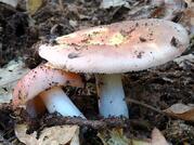 0300c922-be61-261x196.jpg