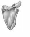 0300cl4x-88d5-105x129.jpg