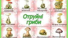Отруєння отруйними грибами