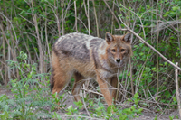 0300crfc-f71e-200x133.png