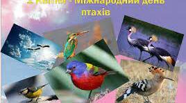 Квест до Дня птахів 