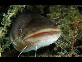 Делаем перемет на сома - YouTube | Fish swimming, Fish, Catfish farming