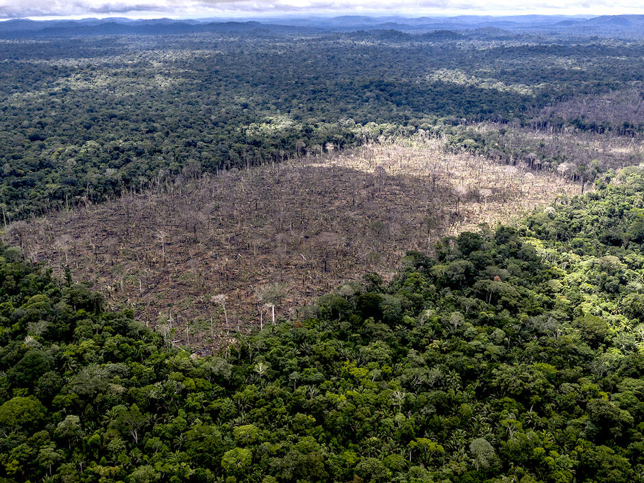 Amazon Rainforest: The Devastating Impact Of Brazil's Pro-Deforestation Policies