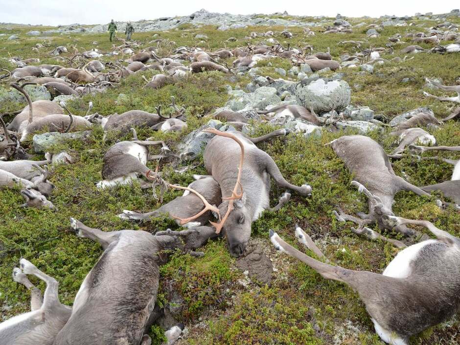 Landscape of fear': what a mass of rotting reindeer carcasses taught scientists | Wildlife | The Guardian