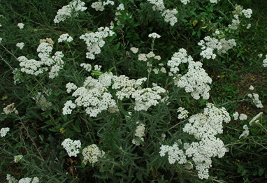 0300d38a-5906-382x262.png