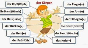 Die Kontrollarbeit (Der Mensch) 6.Klasse