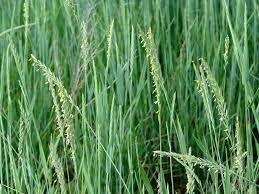 Пырей ползучий. - Elytrigia repens (L.) Nevski - сорняк: распространение, хозяйственное значение, методы борьбы