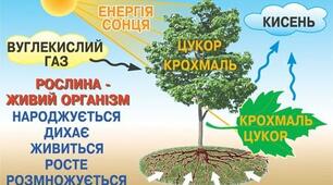 Діагностична робота. "ЖИВІ ОРГАНІЗМИ. РОСЛИНИ"
