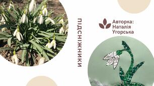 Спостереження за підсніжниками та аплікація "Підсніжник" із яєчної шкаралупи.