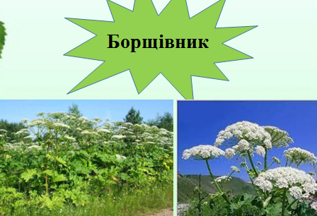 0300dflh-f4de-448x306.png