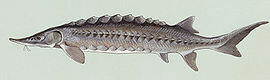 0300dmkh-40c8-270x80.jpg