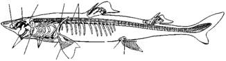 0300dnm8-b502-326x89.png
