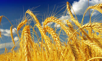 Ціни на пшеницю активно зростають: причини – AgroNews