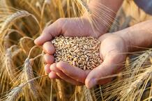 Ціни на пшеницю стрімко падають – AgroNews