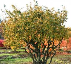 0300dqv0-f705-238x214.jpg