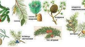  Голонасінні.
