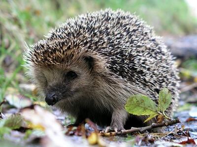 Їжак: його звички, місця проживання, харчування, види їжаків, фото