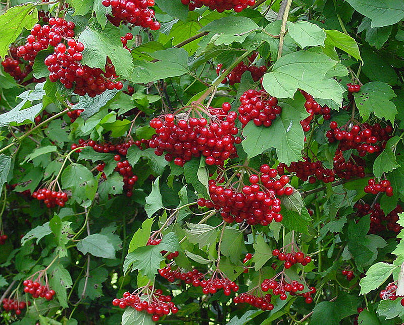 0300ea18-f54a-800x645.jpg