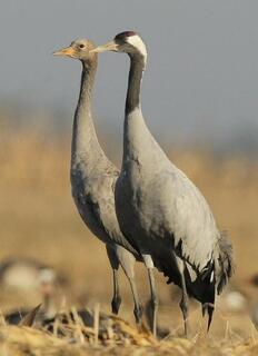 ᐈ Журавель сірий (Grus grus) | Discover.in.ua