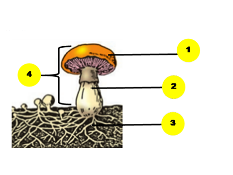 0300el01-7f3d-480x360.png
