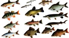 Види риб — Fisher Go