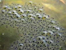Нерест — FishingWiki