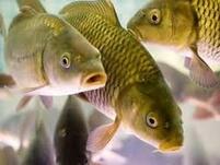 Прісноводні риби України - www.fishermancool.ua
