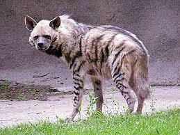 Гієна смугаста (Hyaena hyaena): опис, ареал проживання. світ гієн - природа 2022