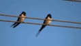 0300f00v-03dd-119x67.gif