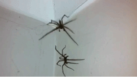 0300f01d-a587-280x158.gif